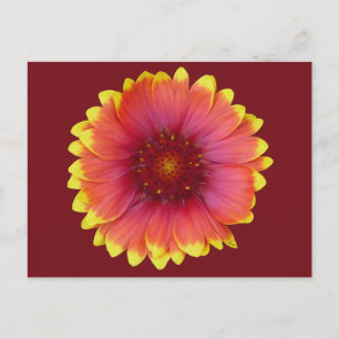 Postal Gaillardia 1