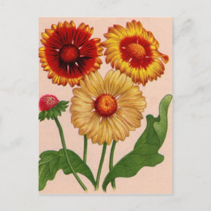 Postal gaillardia gaillardias