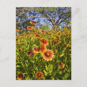 Postal Gaillardia pulchella flores silvestres