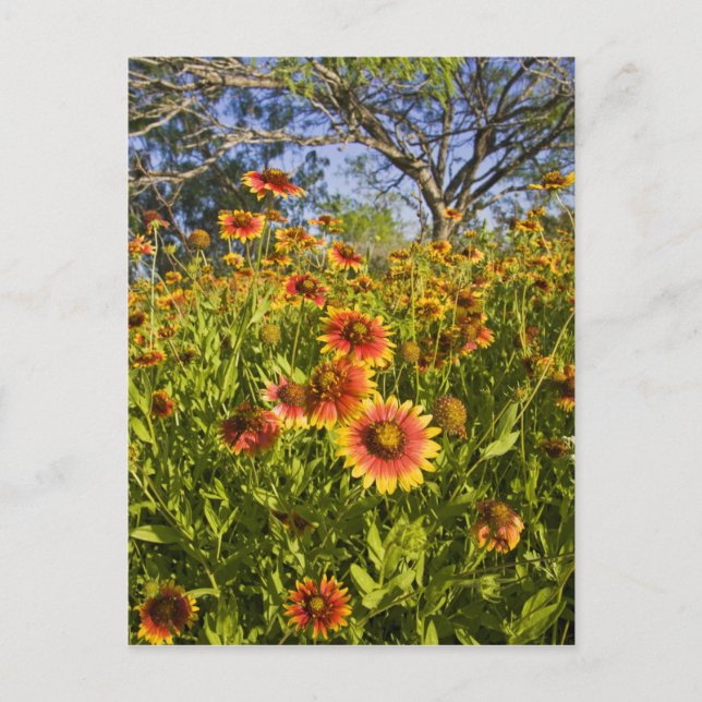Postal Gaillardia pulchella flores silvestres (Anverso)