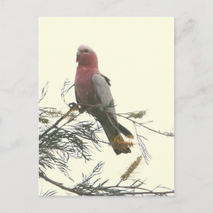 Postal Galah