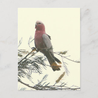 Postal Galah