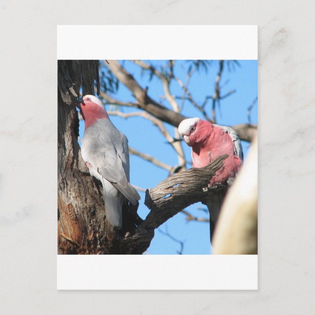Postal Galah (Anverso)