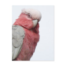 Postal Galah