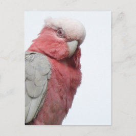Postal Galah