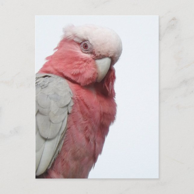 Postal Galah (Anverso)