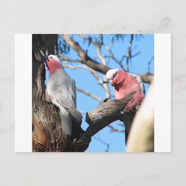 Postal Galah (Anverso)