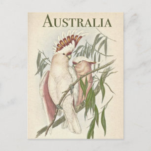 Postal Galah australiana vintage