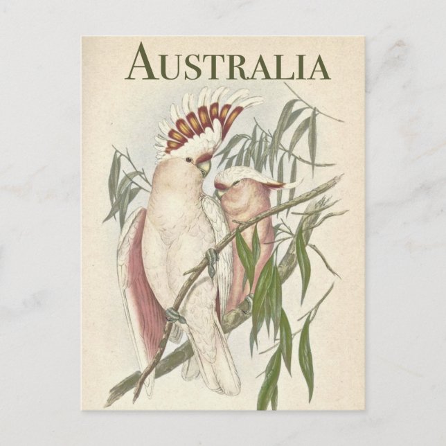 Postal Galah australiana vintage (Anverso)