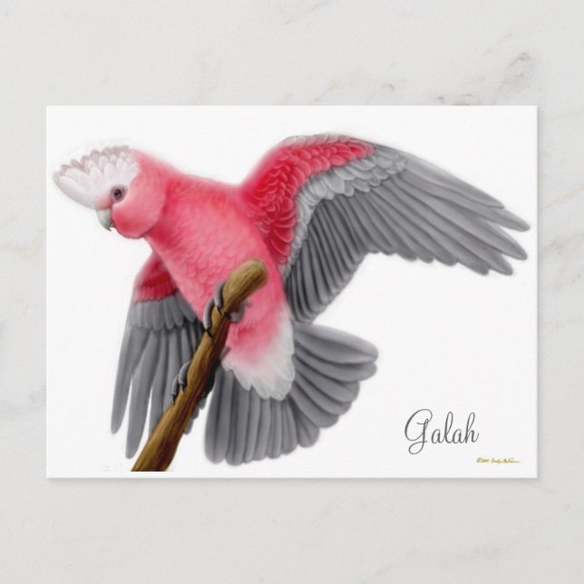 Postal Galah Cockatoo Postcard (Anverso)