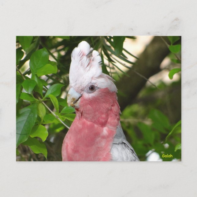 Postal Galah (Rosa de pecho/Roseate Cockatoo) (Anverso)