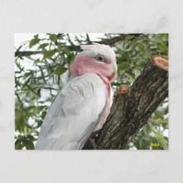 Postal Galah (Rosa de pecho/Roseate Cockatoo)