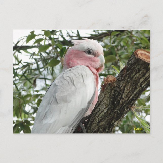 Postal Galah (Rosa de pecho/Roseate Cockatoo) (Anverso)