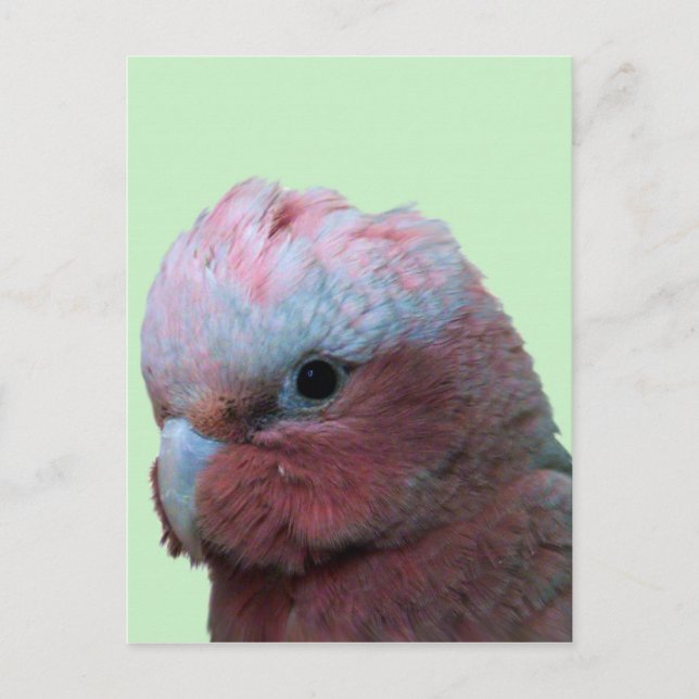 Postal Galahs (Anverso)