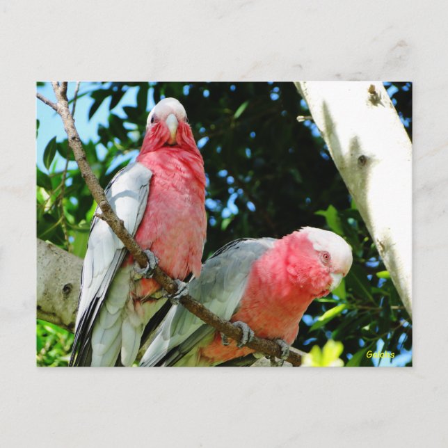 Postal Galahs (Cockatoos Rosa de pecho/roseato) (Anverso)