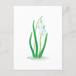 Postal Galanthus (Galanthus nivalis)