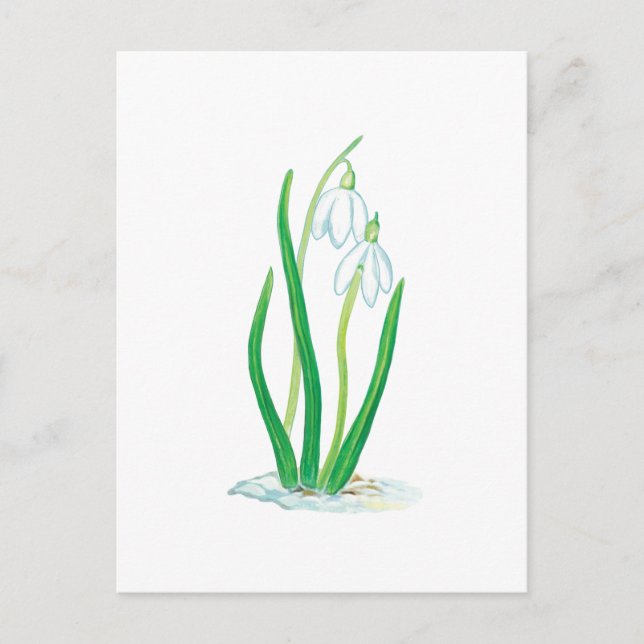Postal Galanthus (Galanthus nivalis) (Anverso)