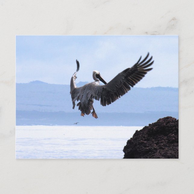 Postal Galápagos (Anverso)