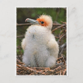 Postal Galápagos de pollo