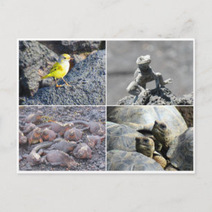 Postal galápagos grises