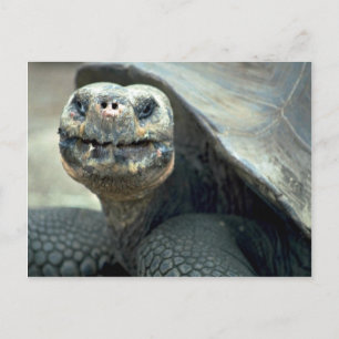 Postal Galápagos Tortoise