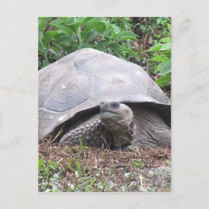 Postal galápagos tortoise