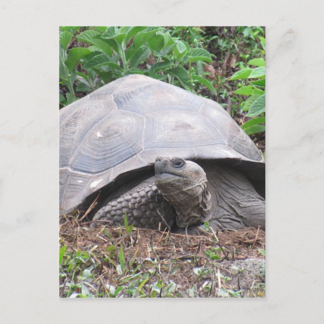 Postal galápagos tortoise (Anverso)