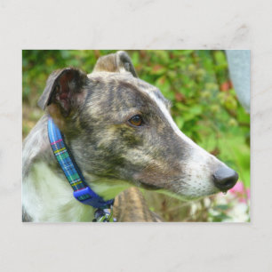 Postal Galgo bruno y blanco (a345)