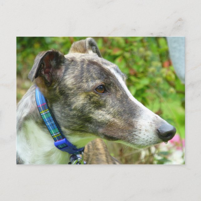 Postal Galgo bruno y blanco (a345) (Anverso)