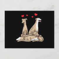 Galgo Español Perro Sighthound Español