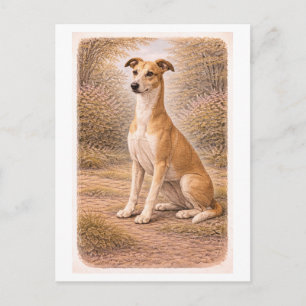 Postal Galgo gris estilo vintage