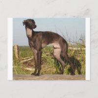 galgo italiano lleno.png