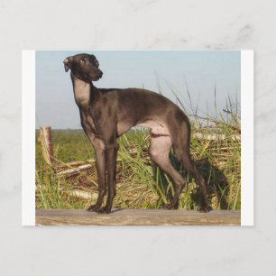 Postal galgo italiano lleno.png