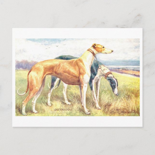 Postal Galgo Vintage (Anverso)
