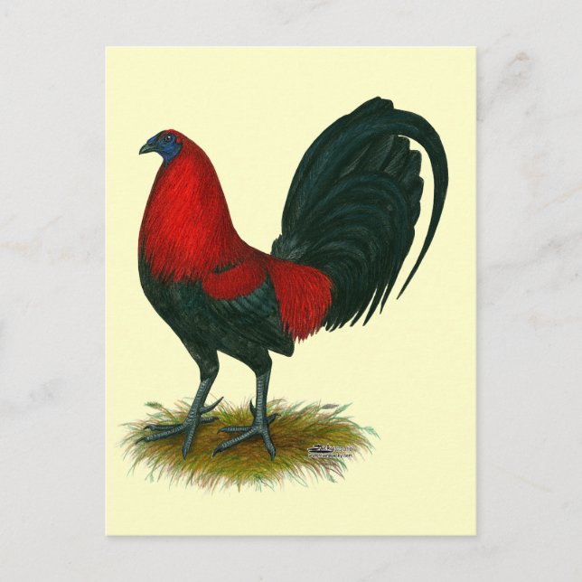 Postal Gallero Americano:  Pardo Rojo (Anverso)
