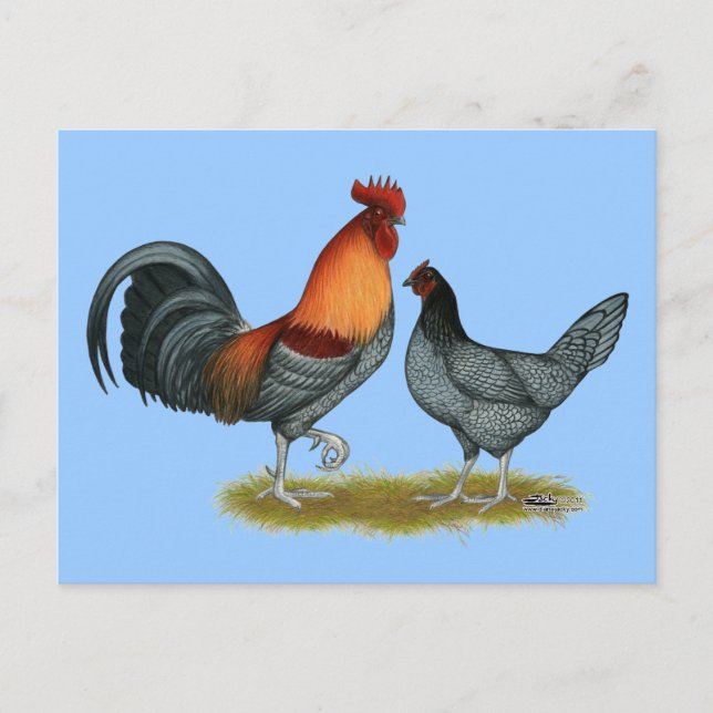 Postal Gallina azul de Delaware (Anverso)