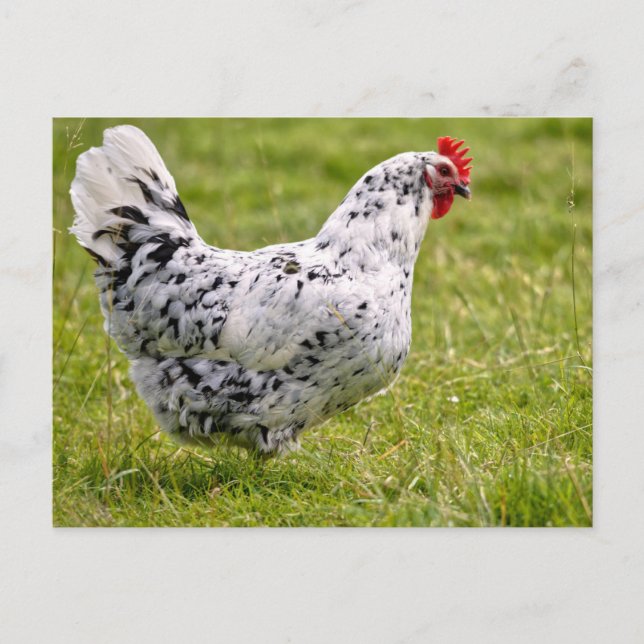 Postal Gallina blanca y negra (Anverso)