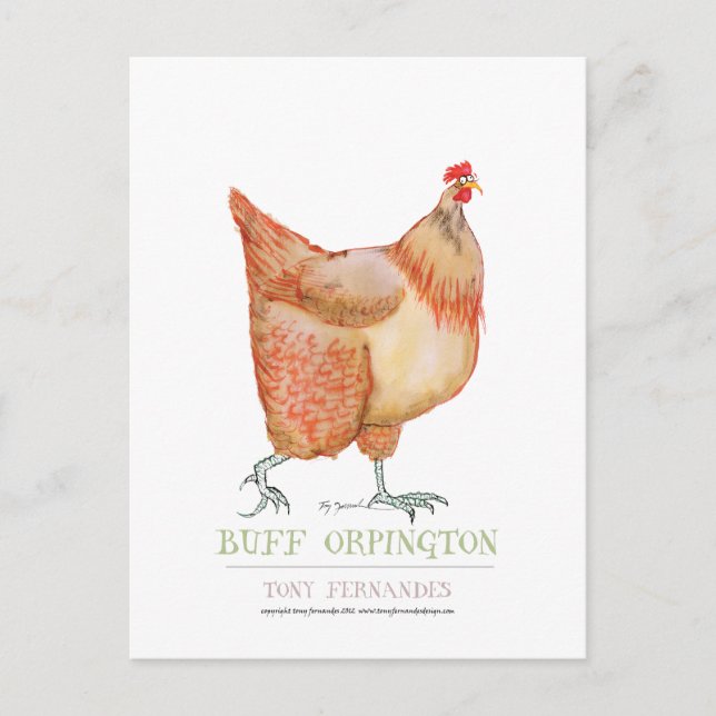 Postal Gallina Buff Orpington, tony fernandes (Anverso)