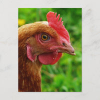 Gallina del rojo de Rhode Island