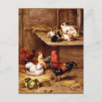 Gallinas de gallina de gallos de conejo