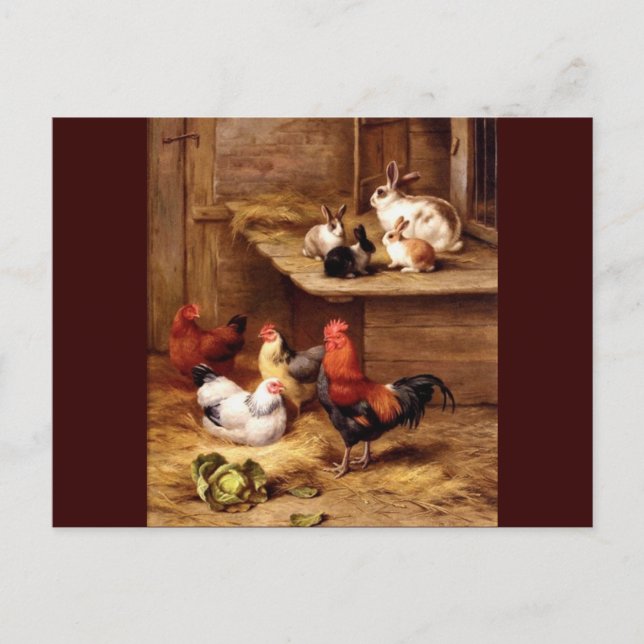 Postal Gallinas de gallina de gallos de conejo conejillos (Anverso)