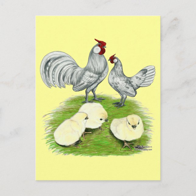 Postal Gallinas Rosecomb y pollitos (Anverso)