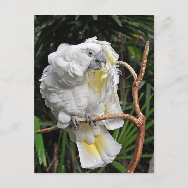 Postal Gallineta blanca (Anverso)