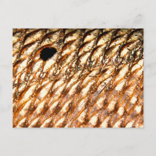 Postal "Gallineta roja" - Tambor rojo de PatternWear©