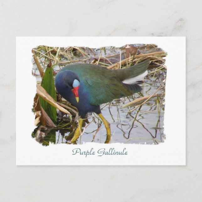 Postal Gallinule púrpura (Anverso)