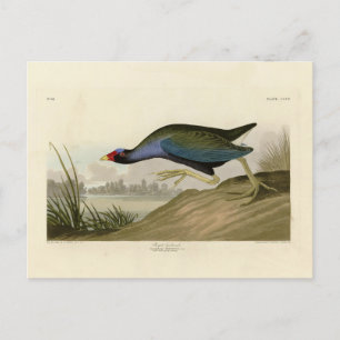 Postal Gallinule púrpura de los pájaros de América de Aud