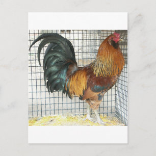 Postal Gallo