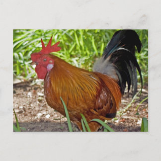 Postal Gallo