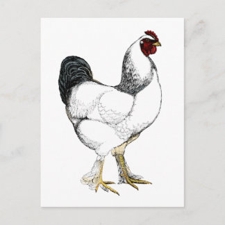 Postal Gallo Brahma ligero - Pollo Vintage elegante