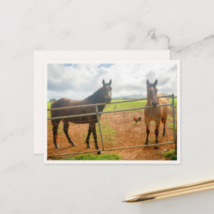 Postal Gallo de Kauai y caballos Foto de animales de Hawa